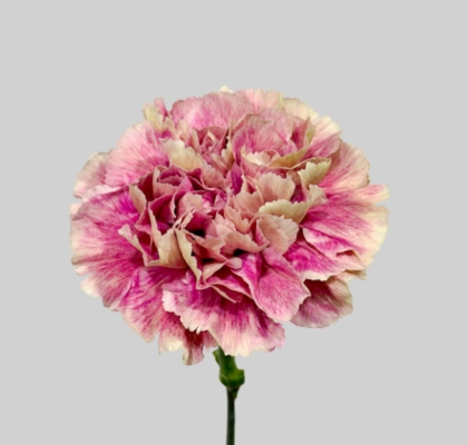 Clavel Hol. 60cm Antigua Bic (7 Dias - 2�)