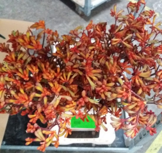 Anigozanthos Nac. Naranja 80cm (7 Dias - 2�)