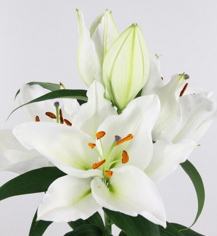 Oriental Hol. Bl. Severn 80cm 3 fl. (7 Dias - 2�)