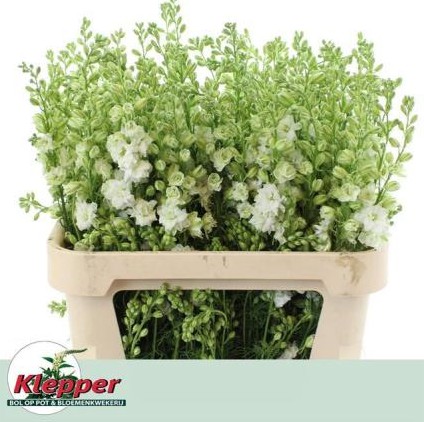Delphinium Hol. Cons R Q White 60cm (7 Dias - 2�)