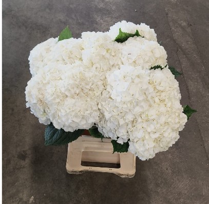 Hortensia Hol. Allure 60cm �18/20 (7 Dias - 2�)