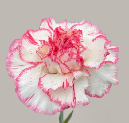 Clavel Col. Fancy Sonatina Bic. (7 Dias - 2�)