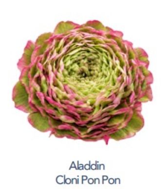 Ranunculos Ecu. Aladdin Pon Pon 40cm (7 Dias - 2�)