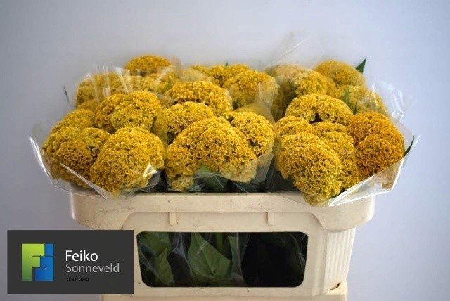 Celosia Cresta Reprise Gold 65cm (7 Dias - 2�)