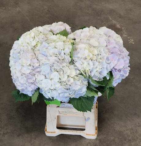 Hortensia Hol. My Beautiful Matcha 60cm �20/22 (7 Dias - 2�)