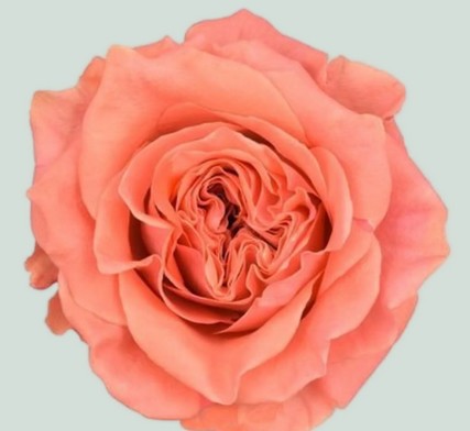 Rosa Hol. Blushing Reeva 50cm (7 Dias - 2�)