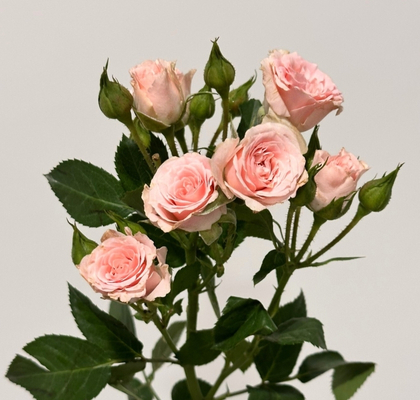 Ramificada Lydia 40cm (7 Dias - 2�)
