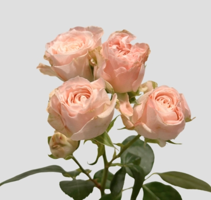 Ramificada Bombastic 50cm (7 Dias - 2�)