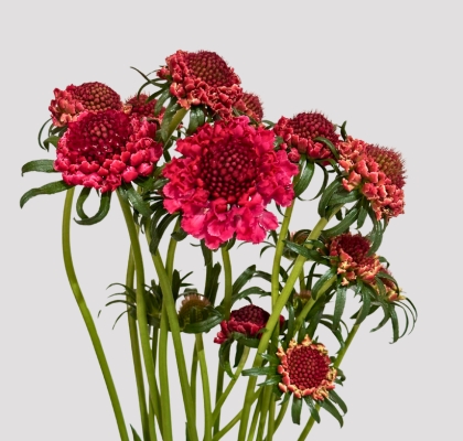Scabiosa Nac. Roja 65cm (7 Dias - 2�)