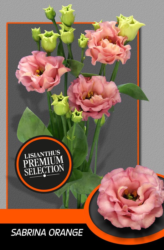 Lisiantus Hol. Sabrina Orange 70cm 55gr "Waalzicht" (7 Dias - 2�