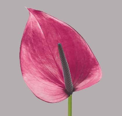Anthurium Hol. Cassis �11  "CC16" (7 Dias - 2�)