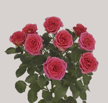 Ramificada One Top 50cm (7 Dias - 2�)