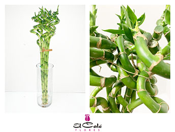 Bamboo Curva 40cm (7 Dias - 2�)