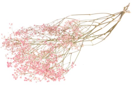 Paniculata Seca Rosa 70cm 40g