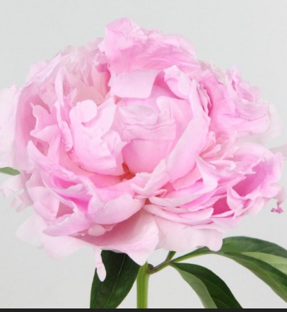 Peonia Hol. Pink Giant 60cm Rs "AAA"