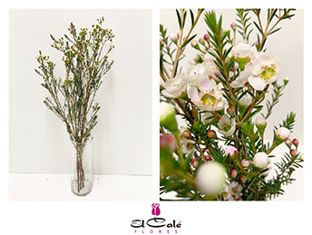 Flor Cera Hol. Dawn Pearl 50cm 20gr "T25"
