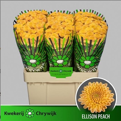 Santini Ellison Peach 1100gr "T25" Nj.