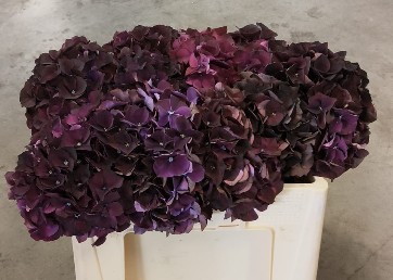 Hortensia Hol. Mag. Dark Ruby 50cm �14/16