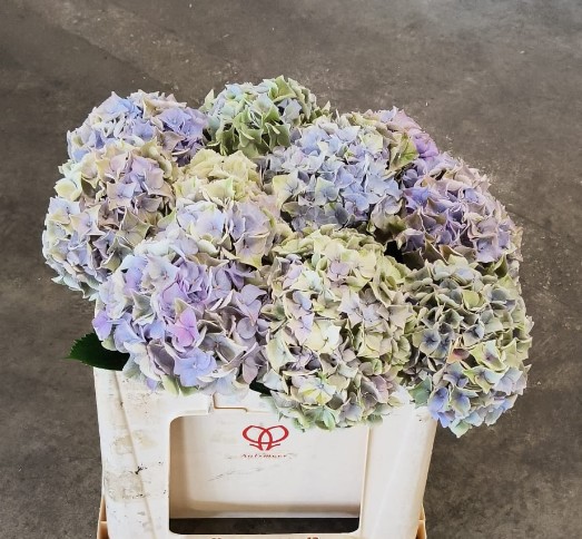 Hortensia Hol. My Minerva Classic 50cm �14/16 Verde