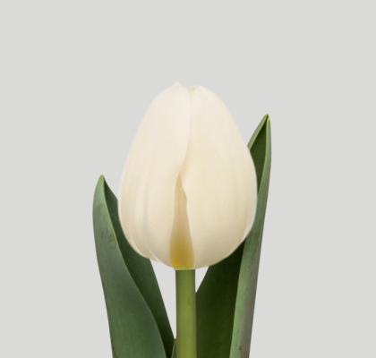 Tulipan Hol. Antarctica 38cm Bl.