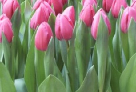 Tulipan Hol. Tineke Van Meer 38cm Rs.