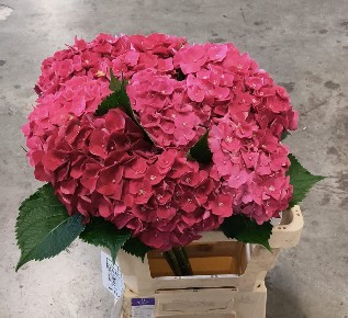 Hortensia Hol. Mon Amour 60cm �16/18