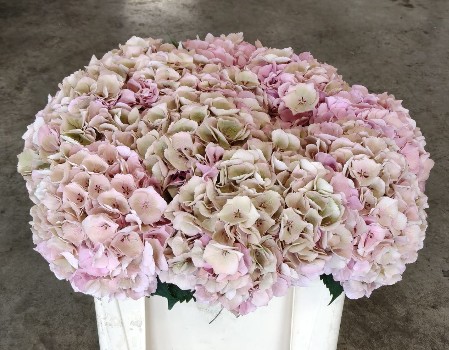Hortensia Hol. My Beautiful He 50cm �22/24