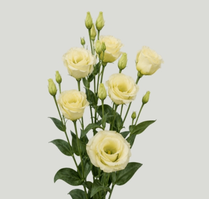 Lisiantus Hol. Rosi Yellow 65cm 55gr "Waalzicht"