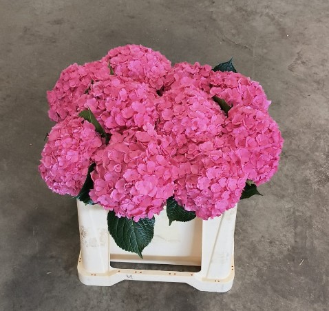 Hortensia Hol. Roy Anasta Rosa 50cm �16/18