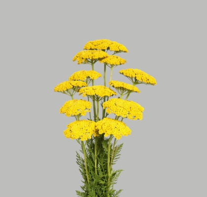 Achilea Coronation Gold 70cm