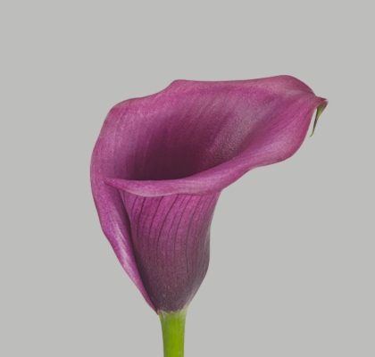 Calla Durban 70cm Mo.