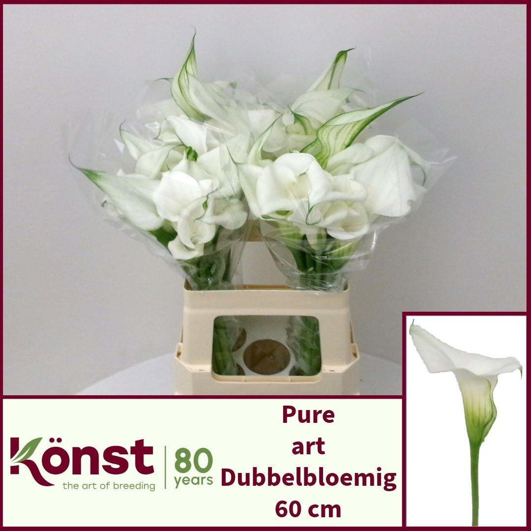 Calla Pure Art 60cm "Doble"