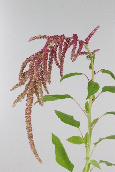 Amaranthus Hol. Ca Lov Li Bleed  90cm Roj.