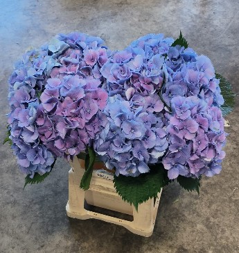 Hortensia Hol. Magic Elbtal Azul 60cm �16/18