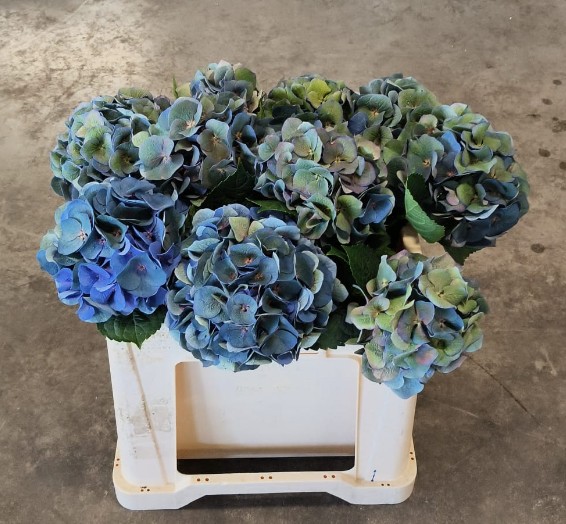 Hortensia Hol. Roy Crown Cl 50cm �16/18 Bic.