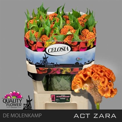 Celosia Cresta Act Zara 70cm Nj. (7 Dias - 2�)