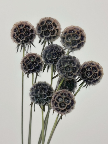 Scabiosa Italia Tintada Negra 60cm (7 Dias - 2�)