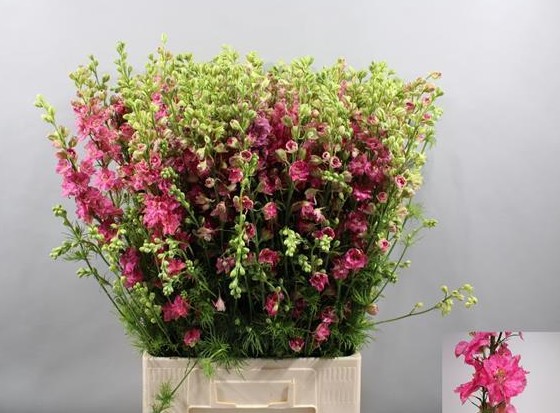 Delphinium Hol. Cons R Q Rose 80cm  (7 Dias - 2�)