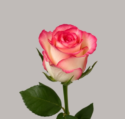 Rosa Hol. Jumilla 50cm B1 (7 Dias - 2�)