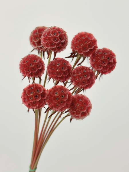 Scabiosa Italia Tintada Roja 60cm (7 Dias - 2�)