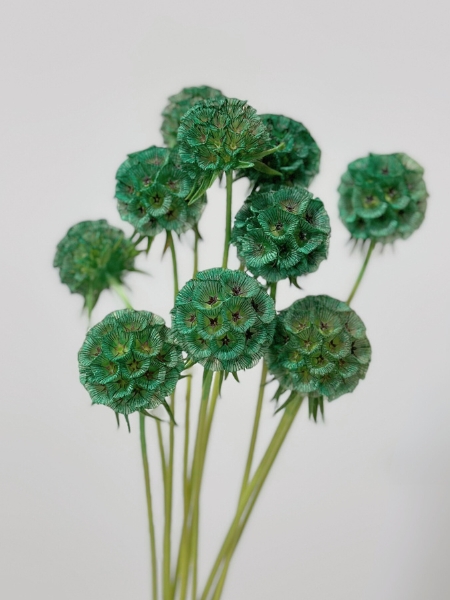 Scabiosa Italia Tintada Verde 60cm (7 Dias - 2�)
