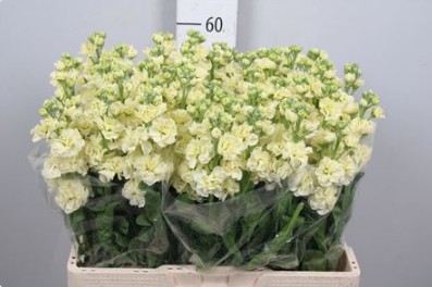 Aleli Hol. Impala Yellow 55cm "T10"