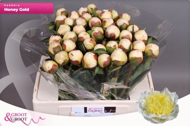 Peonia Hol. Honey Gold 55cm