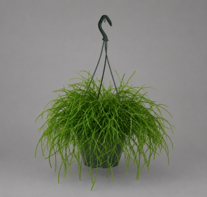 P. Cactus Rhipsalis Ov 17/35cm x6