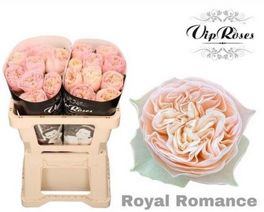 Rosa Hol. Royal Romance 50cm
