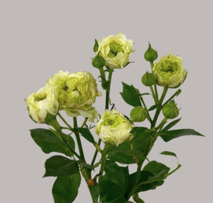Ramificada Doble White 50cm