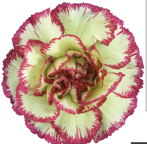 Clavel Col. Fancy Extravaganza Bic.