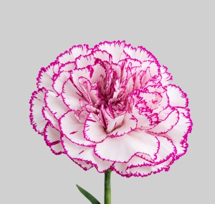 Clavel Col. Fancy Amatista
