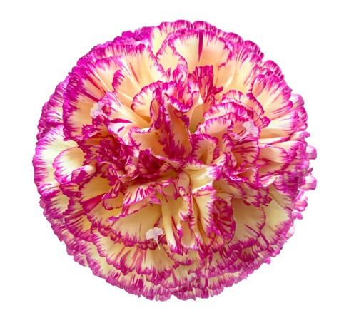 Clavel Col. Fancy Euphoria Bic.