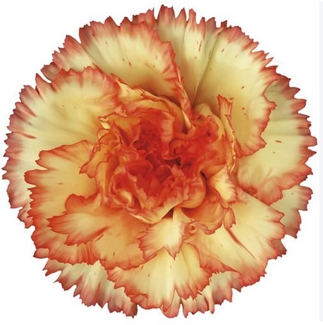 Clavel Col. Select Boiro Bic.